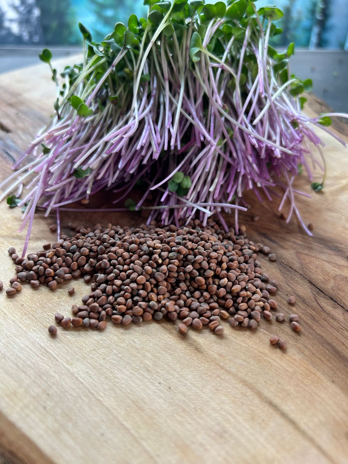 Radish - Triton (Pink)