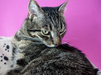 SummerWinds® Cat Products