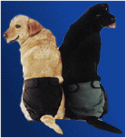 Hot Pants ON SALE! 50% OFF