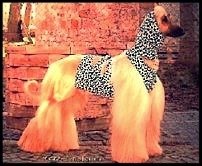 Pee Vest and Matching Snood &amp; Leggings  &quot;ON SALE&quot;