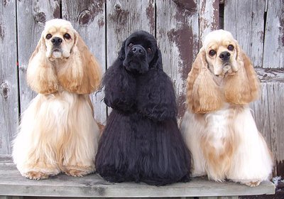 NatuVet® Pet Organics