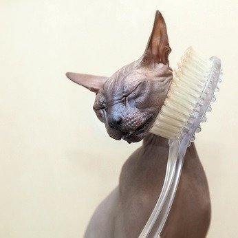 Grooming Combs