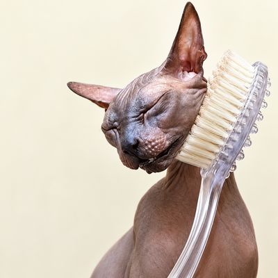 Grooming Combs with Rotating Teeth
