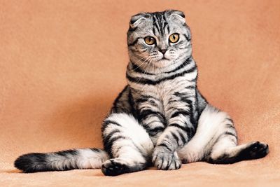 SummerWinds® Cat Products