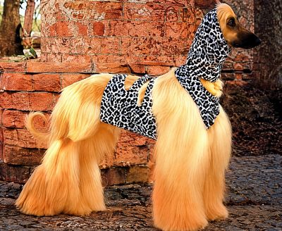 Pee Vest and Matching Snood &amp; Leggings  "ON SALE"