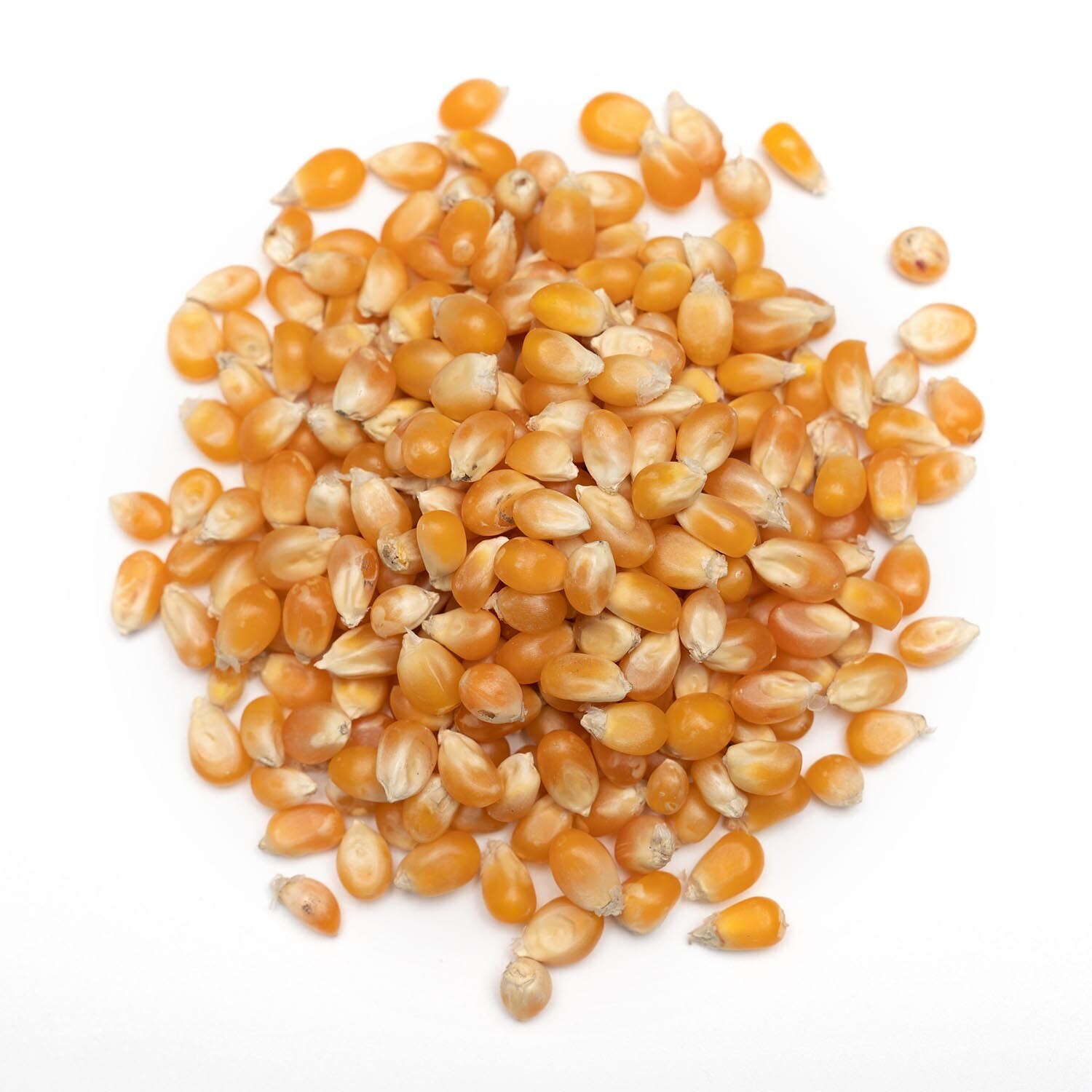 Popcorn Seeds