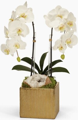 Double Orchid White in Gold Planter