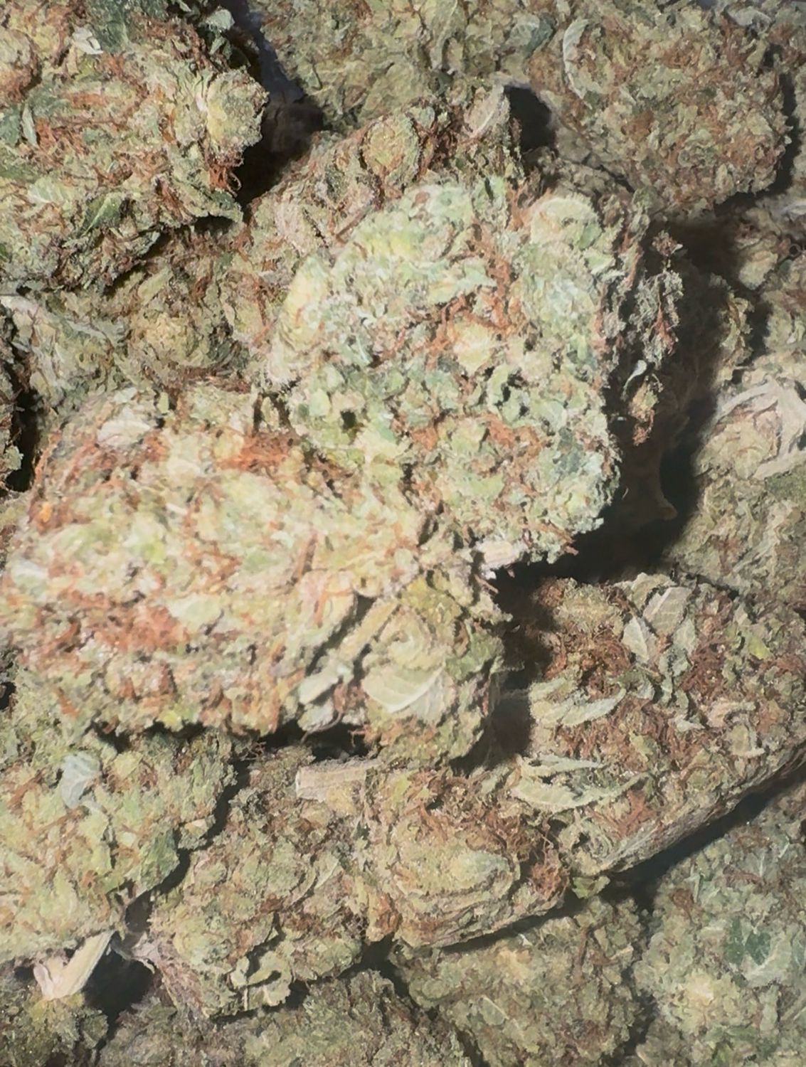 Kush Mints (Indica/Hybrid)