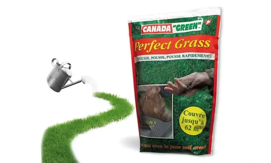 Sementi per tappeto erboso prato CANADA GREEN Perfect Grass 1,5 Kg 93 MQ