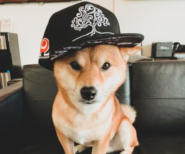 HAT-ORIGINAL LOGO