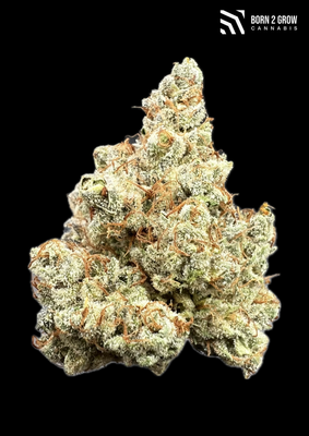Sugar Baby 🍓🍒🍬 Copy Cats genetics