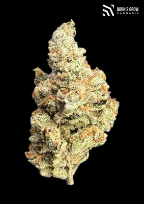 Strawberry Banana Cream Copy Cats genetics 🍓🍌🍦