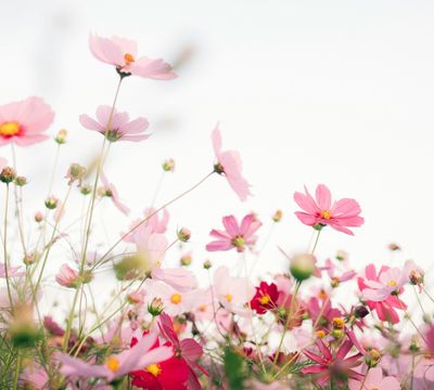 Spring Collection