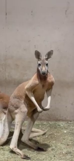 Add On Kangaroo