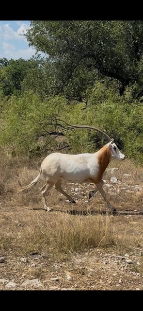 Add On Scimitar Cow