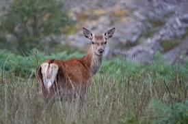 Add on Red Deer Hinds