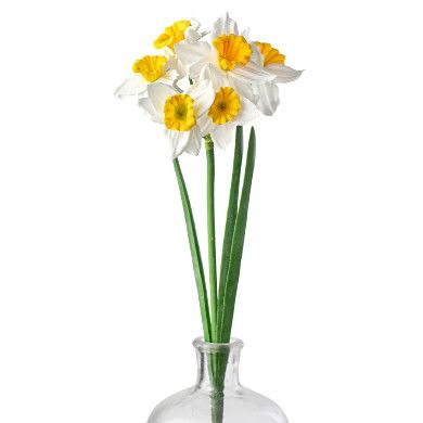 18 Inch White &amp;Yellow 6 Bloom Daffodil Stem
