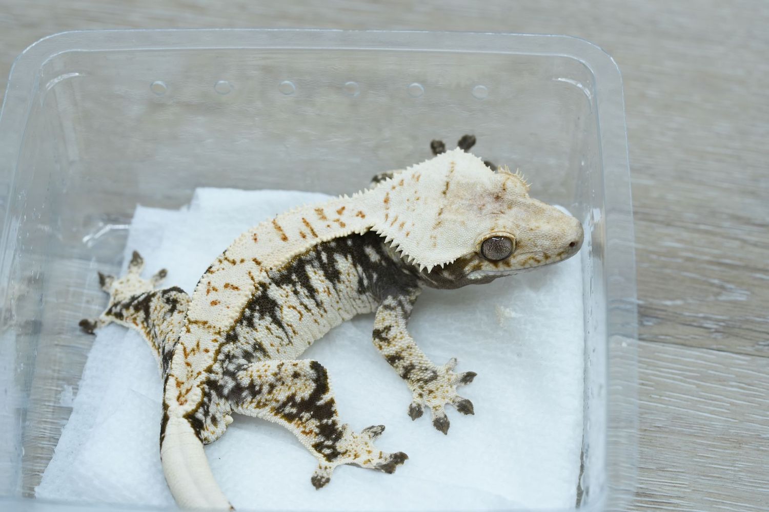 Black and White Frostline male #97