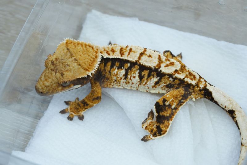Tricolor Male #111