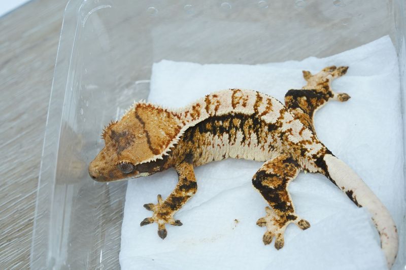 Frostline Female NPV #203