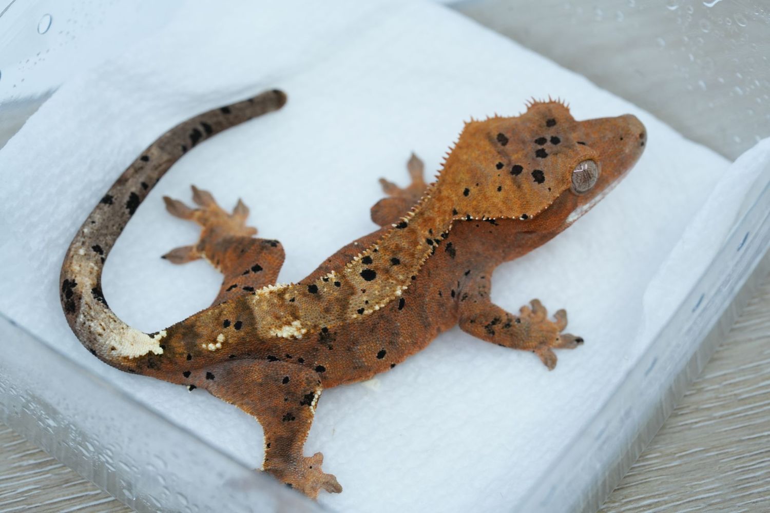 Dalmatian Cappuccino NPV