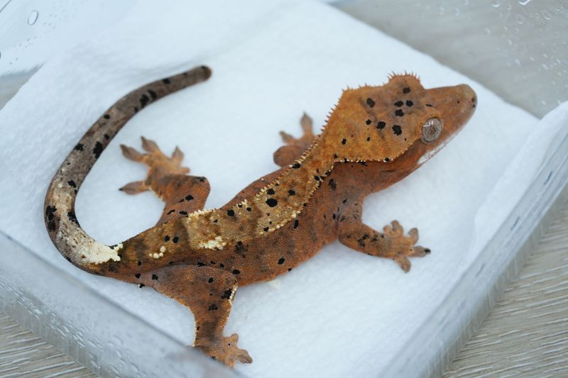 Dalmatian Cappuccino NPV