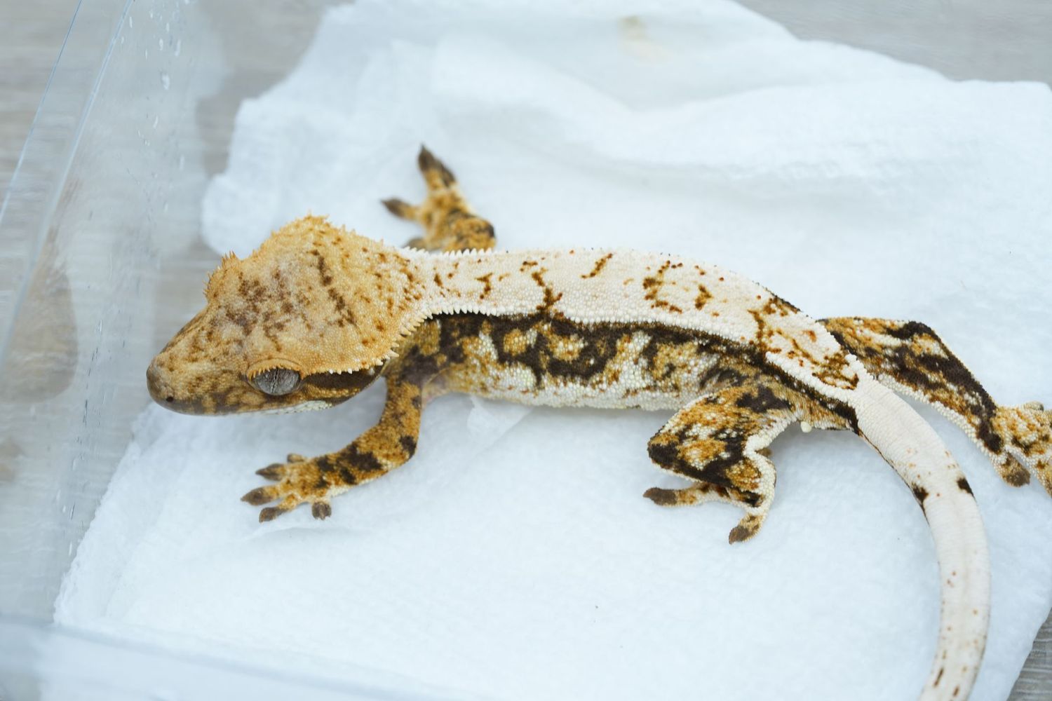 Tri Color Male #116