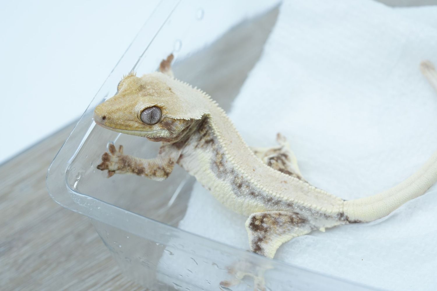 Frostline Lilly White Male #207