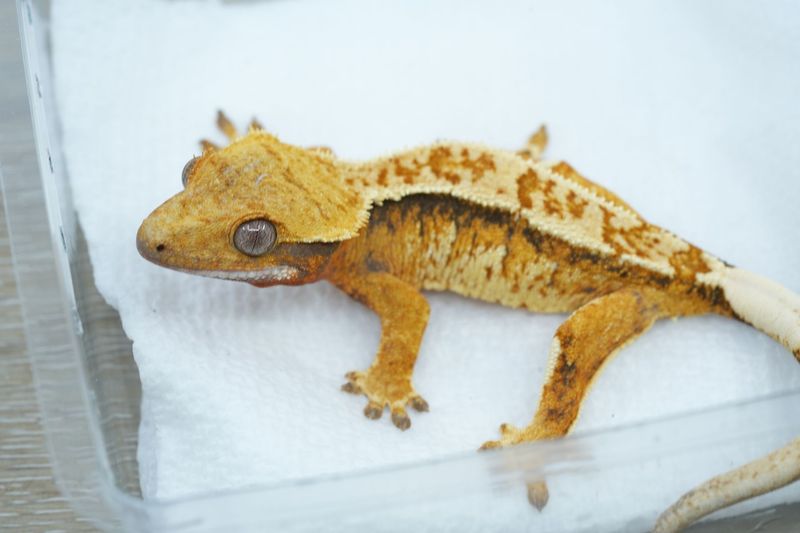 Emily Burke Line Tricolor Female 212