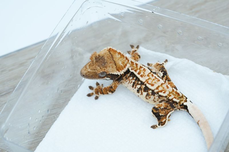 Frostline Tricolor Female #208