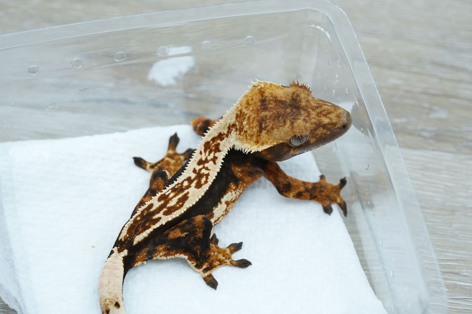 Het Emptyback Female