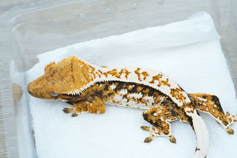 Emily burke Tricolor Male #115