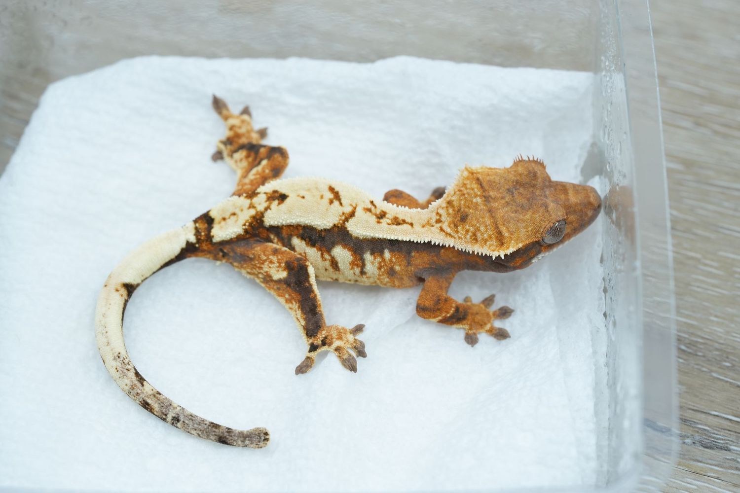 Tricolor sable Unsexed