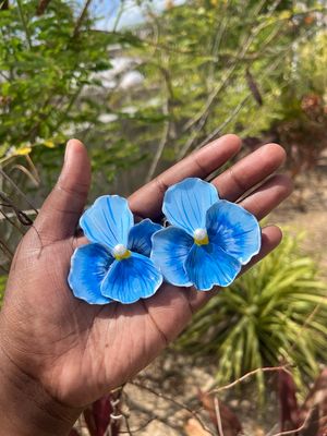 Blue Pansy