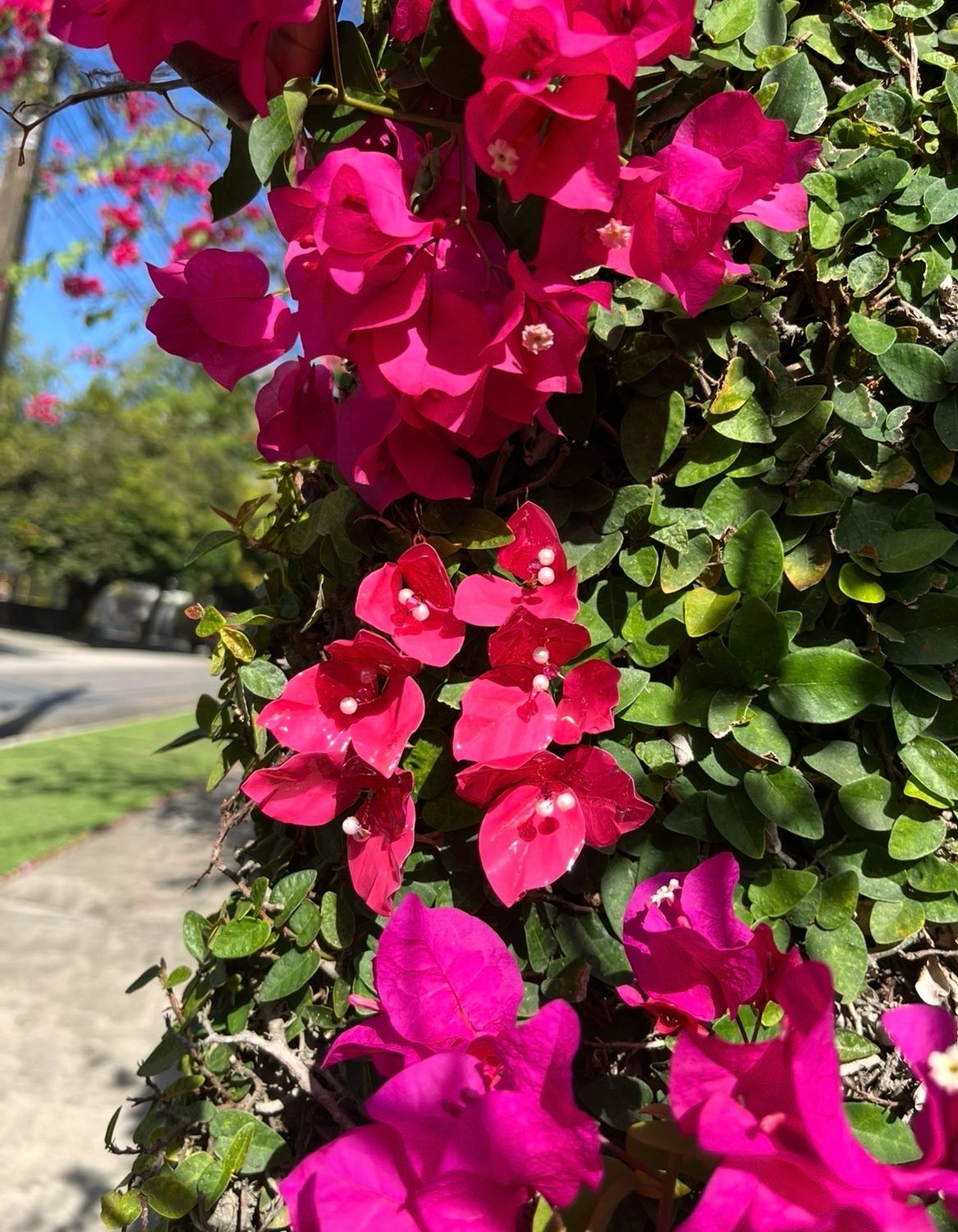 Bougainvillea Earrings