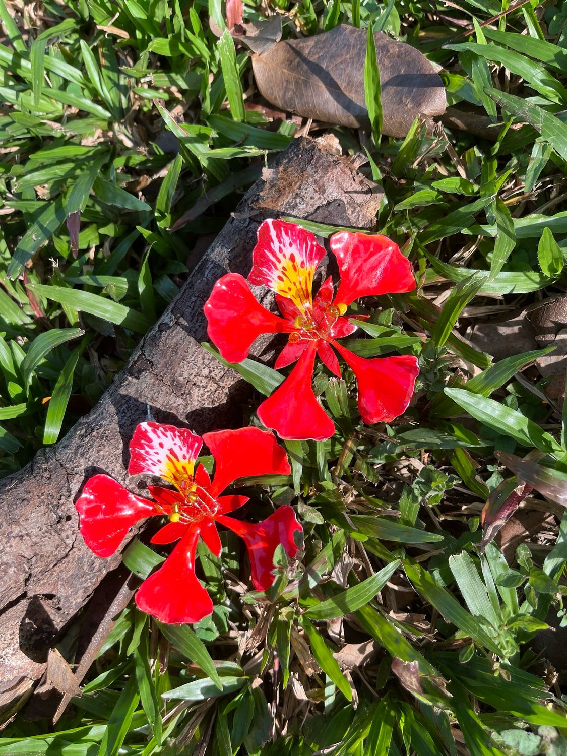 Royal Poinciana Earrings