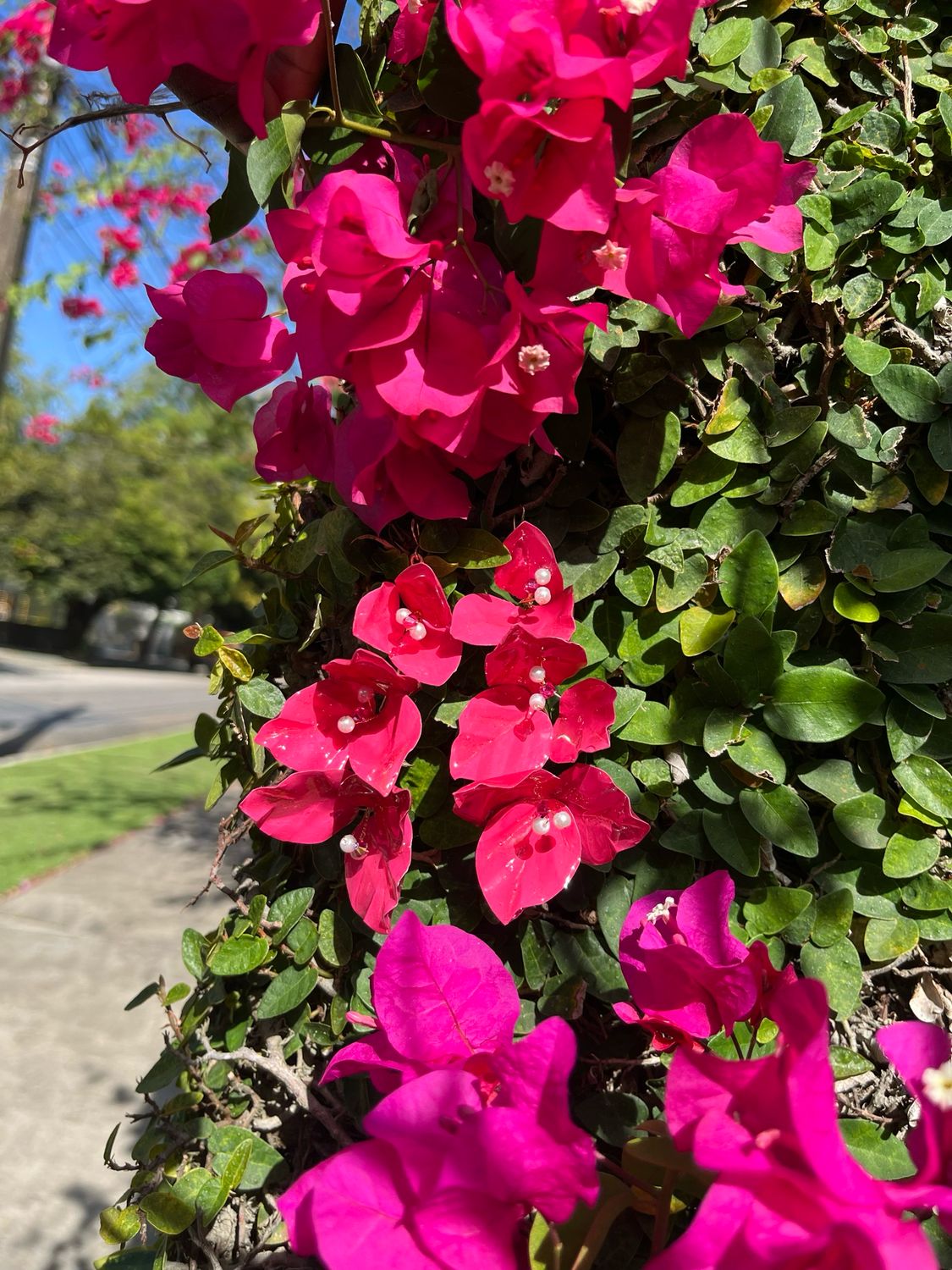 Bougainvillea Earrings