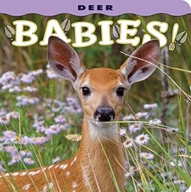 Babies! Picture Books, Style: Deer