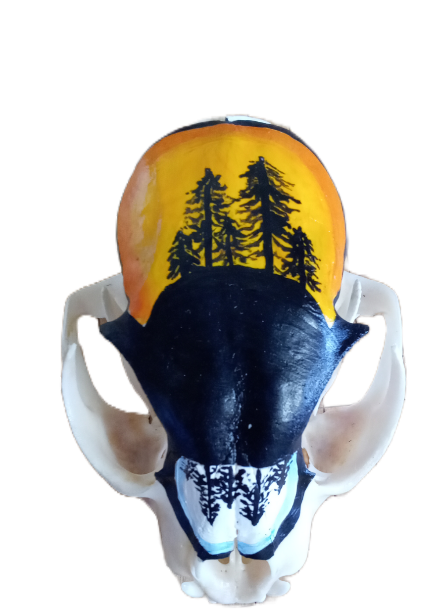 Painted Bobcat Skull