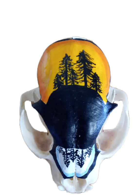 Painted Bobcat Skull