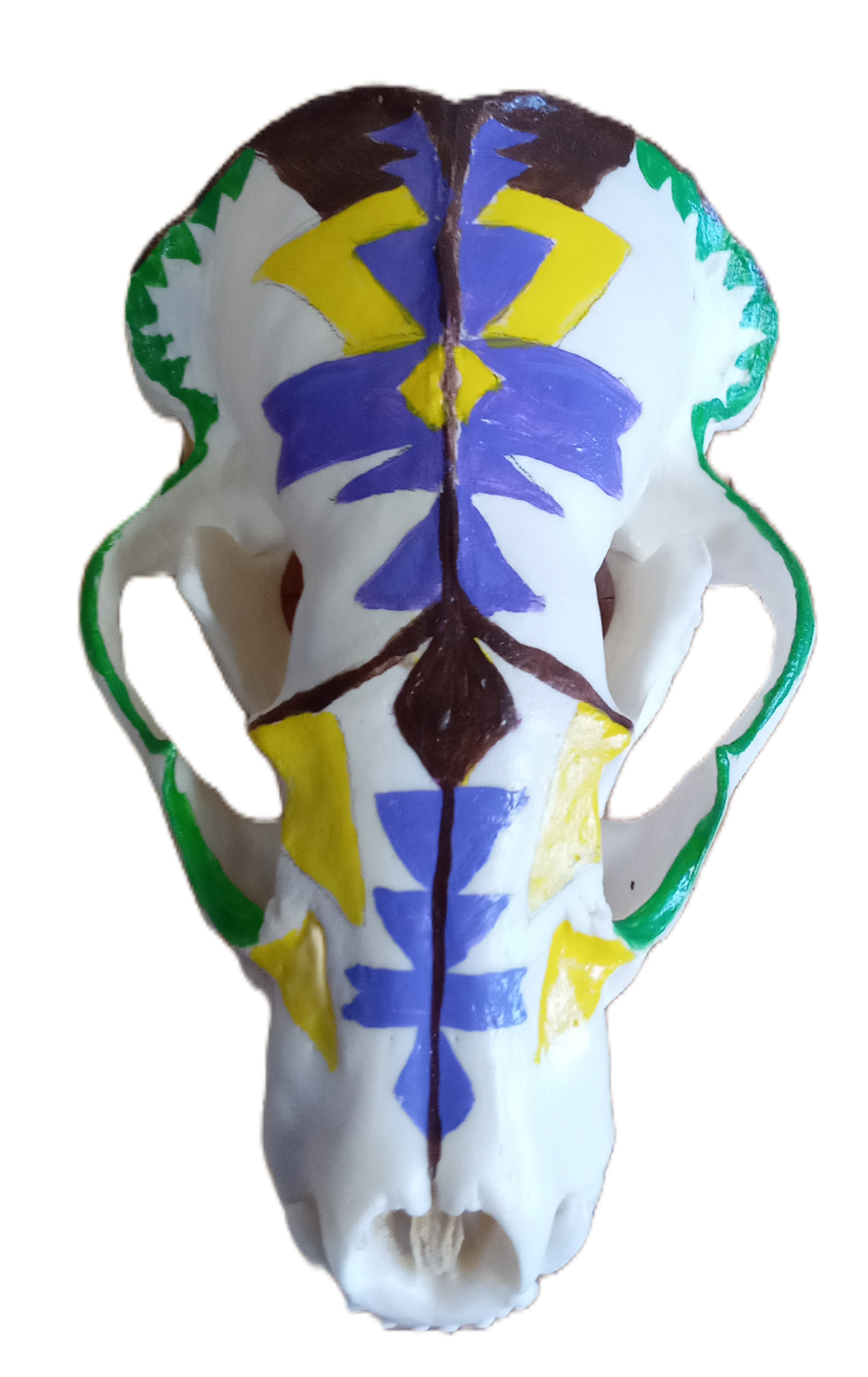 Painted Badger Skull
