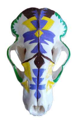 Painted Badger Skull