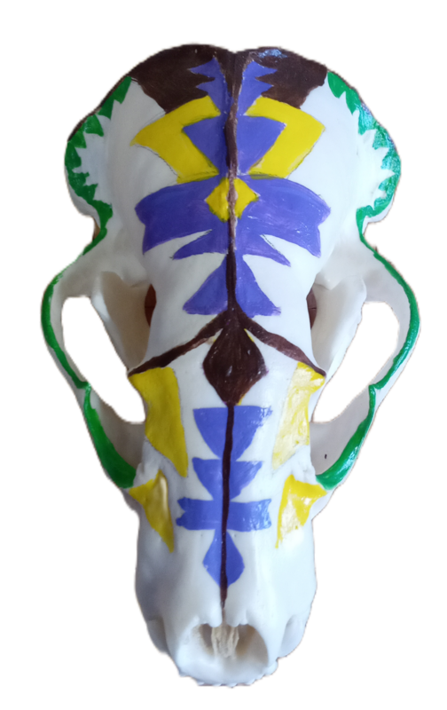 Painted Badger Skull