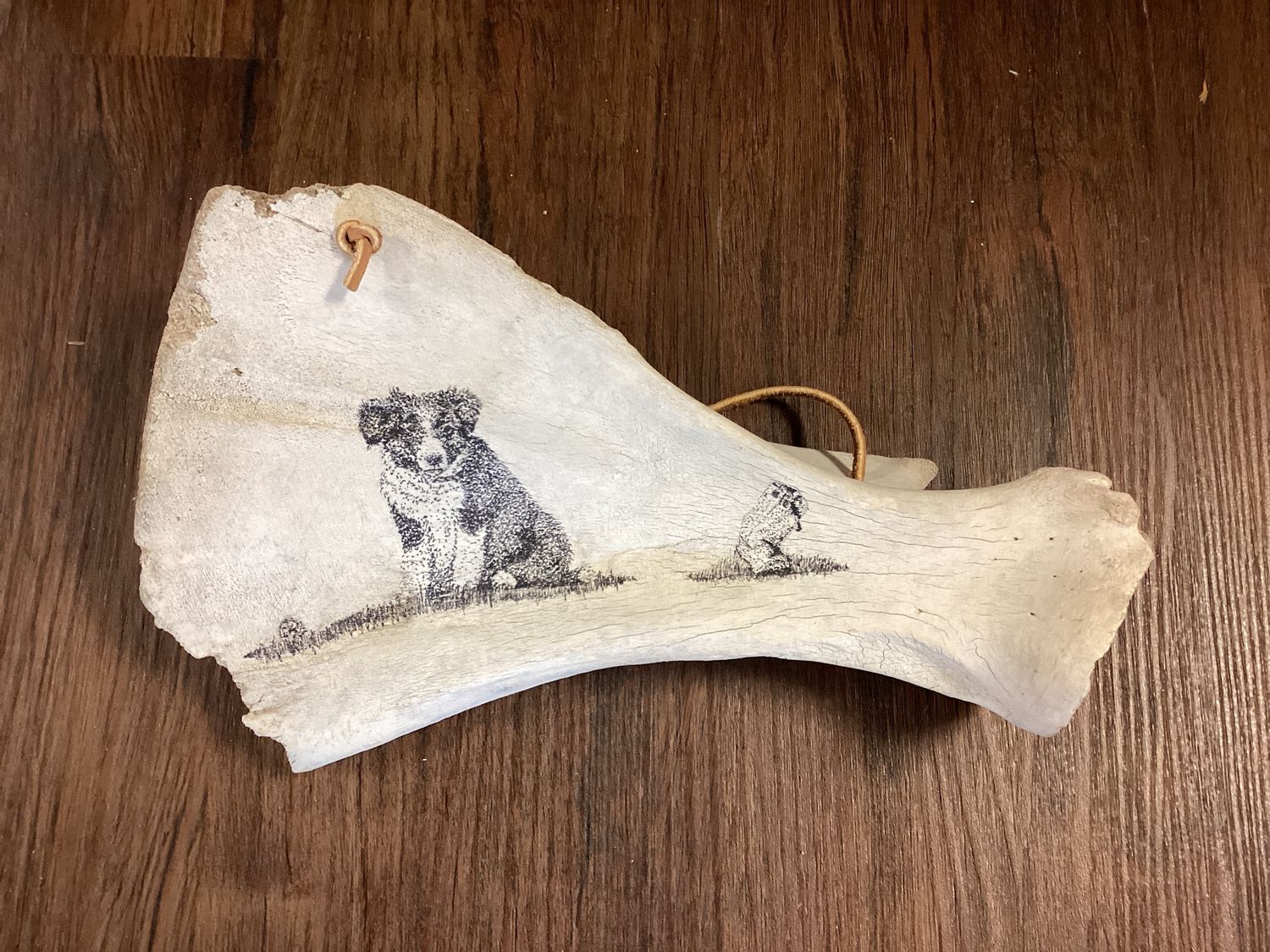 Cattle Pup With Boot