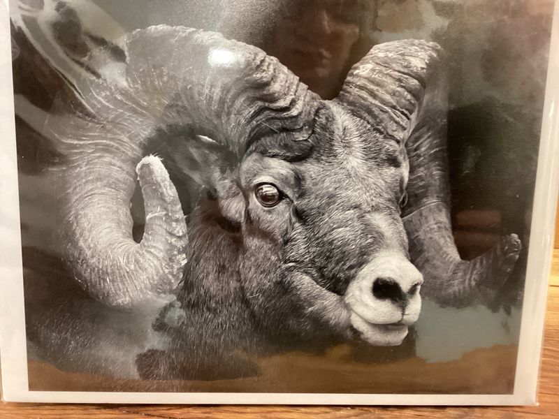 Bighorn Sheep Male