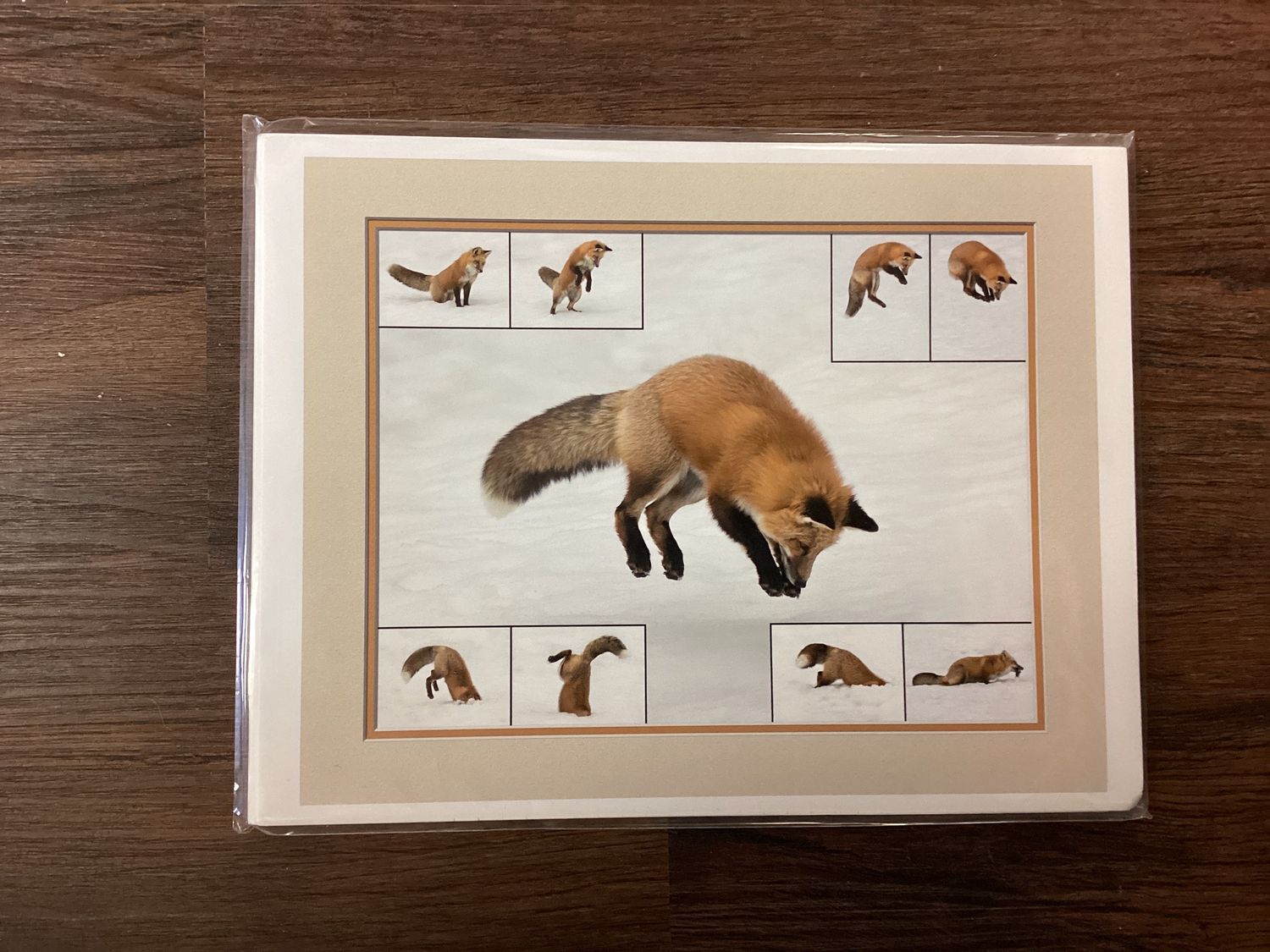 Red Fox (hunting, hearing, and catching a vole)