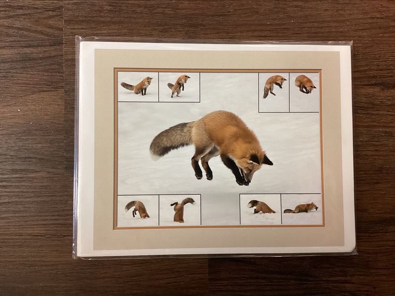 Red Fox (hunting, hearing, and catching a vole)