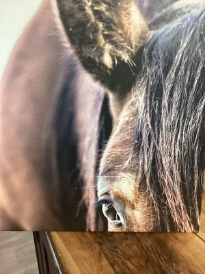 &quot;Amigo&quot; Print on Canvas