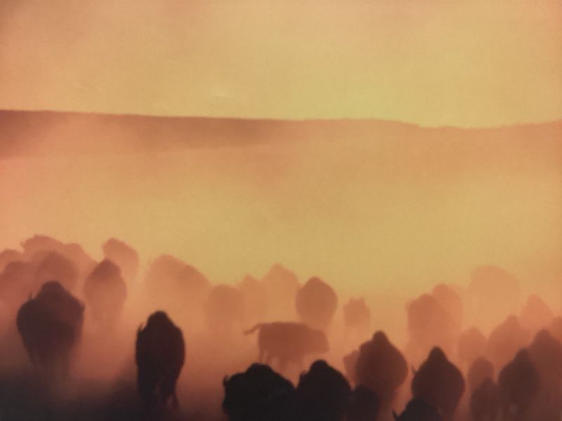 &quot;Buffalo Run&quot; - Print on Canvas