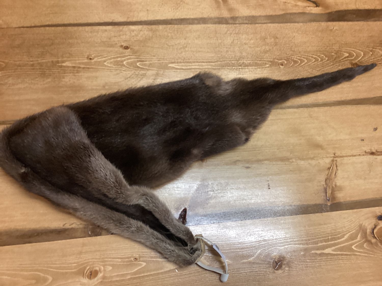 Otter Pelt